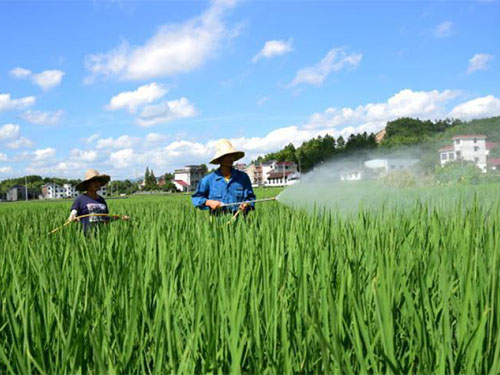恐防有變，迎接水稻豐收季需要做好這些病蟲害預(yù)防工作