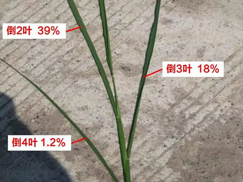 湖南興隆種業(yè)有限公司,長(zhǎng)沙稻谷種植與銷售,長(zhǎng)沙農(nóng)作物品種的選育,長(zhǎng)沙農(nóng)業(yè)病蟲害防治服務(wù) 湖南興隆種業(yè)有限公司,長(zhǎng)沙稻谷種植與銷售,長(zhǎng)沙農(nóng)作物品種的選育,長(zhǎng)沙農(nóng)業(yè)病蟲害防治服務(wù)