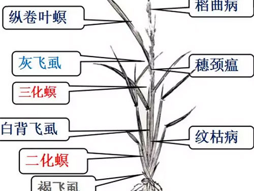 湖南興隆種業(yè)有限公司,長(zhǎng)沙稻谷種植與銷售,長(zhǎng)沙農(nóng)作物品種的選育,長(zhǎng)沙農(nóng)業(yè)病蟲害防治服務(wù) 湖南興隆種業(yè)有限公司,長(zhǎng)沙稻谷種植與銷售,長(zhǎng)沙農(nóng)作物品種的選育,長(zhǎng)沙農(nóng)業(yè)病蟲害防治服務(wù)