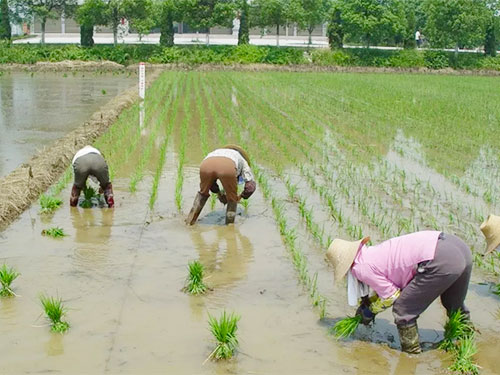 湖南興隆種業(yè)有限公司,長(zhǎng)沙稻谷種植與銷售,長(zhǎng)沙農(nóng)作物品種的選育,長(zhǎng)沙農(nóng)業(yè)病蟲害防治服務(wù) 湖南興隆種業(yè)有限公司,長(zhǎng)沙稻谷種植與銷售,長(zhǎng)沙農(nóng)作物品種的選育,長(zhǎng)沙農(nóng)業(yè)病蟲害防治服務(wù)
