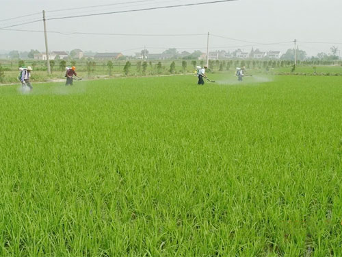 湖南興隆種業(yè)有限公司,長(zhǎng)沙稻谷種植與銷售,長(zhǎng)沙農(nóng)作物品種的選育,長(zhǎng)沙農(nóng)業(yè)病蟲害防治服務(wù) 湖南興隆種業(yè)有限公司,長(zhǎng)沙稻谷種植與銷售,長(zhǎng)沙農(nóng)作物品種的選育,長(zhǎng)沙農(nóng)業(yè)病蟲害防治服務(wù)