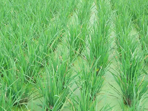 湖南興隆種業(yè)有限公司,長沙稻谷種植與銷售,長沙農(nóng)作物品種的選育,長沙農(nóng)業(yè)病蟲害防治服務(wù) 湖南興隆種業(yè)有限公司,長沙稻谷種植與銷售,長沙農(nóng)作物品種的選育,長沙農(nóng)業(yè)病蟲害防治服務(wù)