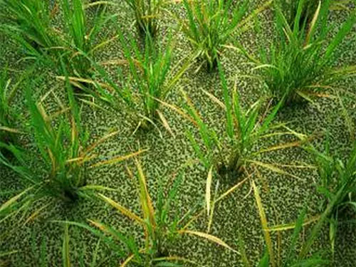 湖南興隆種業(yè)有限公司,長沙稻谷種植與銷售,長沙農(nóng)作物品種的選育,長沙農(nóng)業(yè)病蟲害防治服務(wù) 湖南興隆種業(yè)有限公司,長沙稻谷種植與銷售,長沙農(nóng)作物品種的選育,長沙農(nóng)業(yè)病蟲害防治服務(wù)