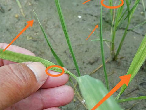 湖南興隆種業(yè)有限公司,長沙稻谷種植與銷售,長沙農作物品種的選育,長沙農業(yè)病蟲害防治服務 湖南興隆種業(yè)有限公司,長沙稻谷種植與銷售,長沙農作物品種的選育,長沙農業(yè)病蟲害防治服務