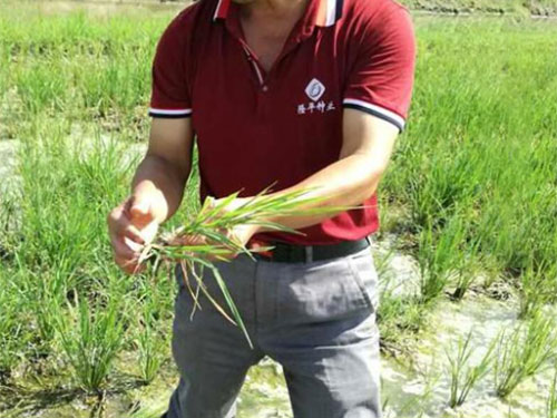 湖南興隆種業(yè)有限公司,長沙稻谷種植與銷售,長沙農作物品種的選育,長沙農業(yè)病蟲害防治服務 湖南興隆種業(yè)有限公司,長沙稻谷種植與銷售,長沙農作物品種的選育,長沙農業(yè)病蟲害防治服務