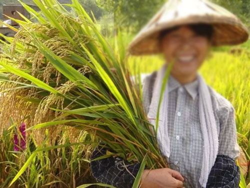 湖南興隆種業(yè)有限公司,長沙稻谷種植與銷售,長沙農(nóng)作物品種的選育,長沙農(nóng)業(yè)病蟲害防治服務(wù) 湖南興隆種業(yè)有限公司,長沙稻谷種植與銷售,長沙農(nóng)作物品種的選育,長沙農(nóng)業(yè)病蟲害防治服務(wù)