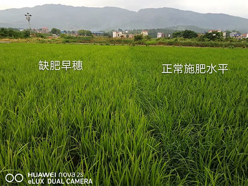 湖南興隆種業(yè)有限公司,長沙稻谷種植與銷售,長沙農(nóng)作物品種的選育,長沙農(nóng)業(yè)病蟲害防治服務(wù) 湖南興隆種業(yè)有限公司,長沙稻谷種植與銷售,長沙農(nóng)作物品種的選育,長沙農(nóng)業(yè)病蟲害防治服務(wù)