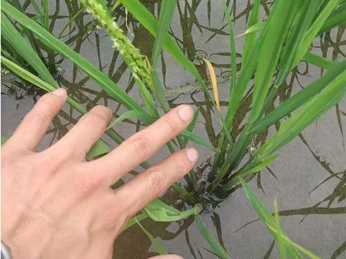 湖南興隆種業(yè)有限公司,長沙稻谷種植與銷售,長沙農(nóng)作物品種的選育,長沙農(nóng)業(yè)病蟲害防治服務(wù) 湖南興隆種業(yè)有限公司,長沙稻谷種植與銷售,長沙農(nóng)作物品種的選育,長沙農(nóng)業(yè)病蟲害防治服務(wù)