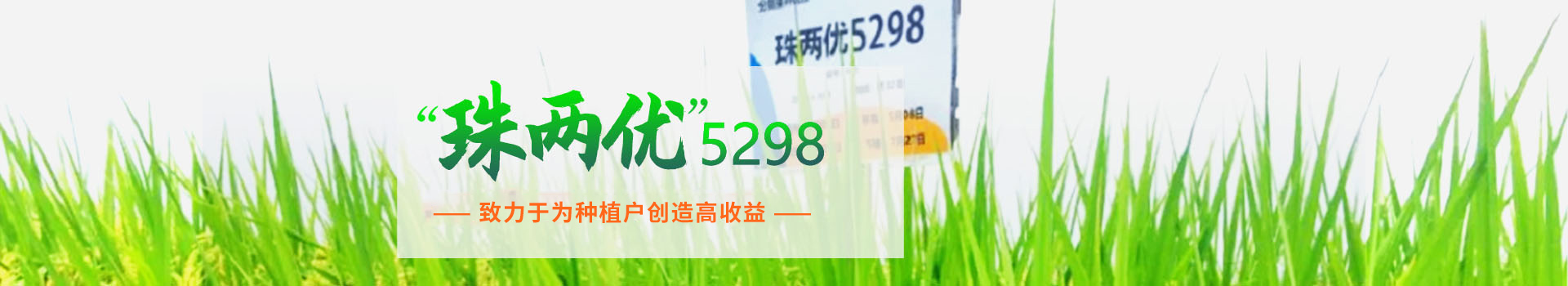 湖南興隆種業(yè)有限公司_長沙稻谷種植與銷售|長沙農作物品種的選育