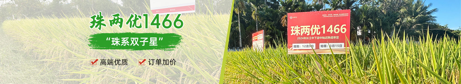 湖南興隆種業(yè)有限公司_長沙稻谷種植與銷售|長沙農作物品種的選育