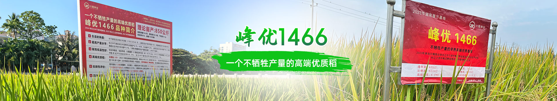 湖南興隆種業(yè)有限公司_長沙稻谷種植與銷售|長沙農作物品種的選育
