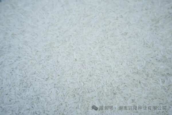 湖南興隆種業(yè)有限公司,長(zhǎng)沙稻谷種植與銷售,長(zhǎng)沙農(nóng)作物品種的選育,長(zhǎng)沙農(nóng)業(yè)病蟲害防治服務(wù) 湖南興隆種業(yè)有限公司,長(zhǎng)沙稻谷種植與銷售,長(zhǎng)沙農(nóng)作物品種的選育,長(zhǎng)沙農(nóng)業(yè)病蟲害防治服務(wù)